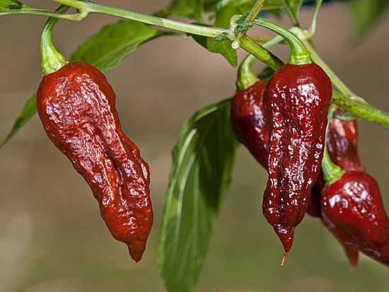 Bhut Jolokia